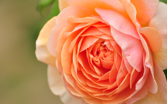 そらの花畑 世羅高原花の森